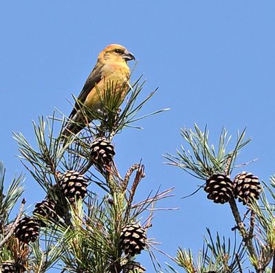 Crossbill