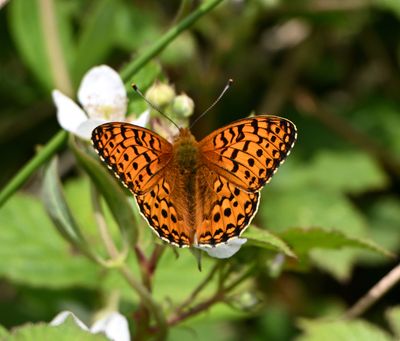 Dark Green Fritillary