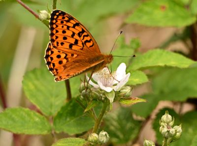 Dark Green Fritillary