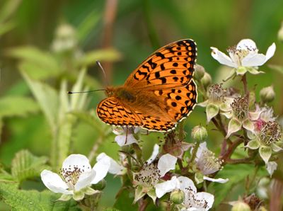 Dark Green Fritillary