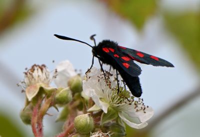 Narrow-bordered Six-spot Burnet