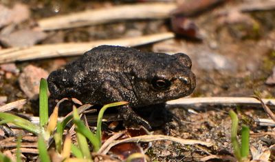 Froglet