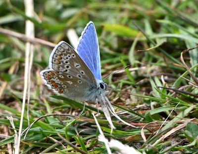 Common Blue