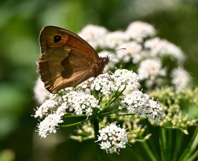 Meadow Brown