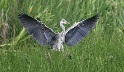 Grey Heron