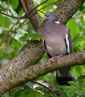 Wood Pigeon