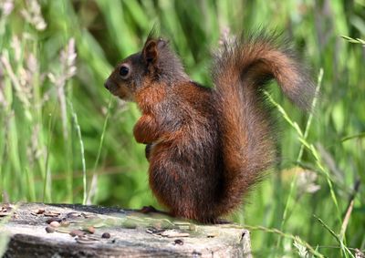 Red Squirrel