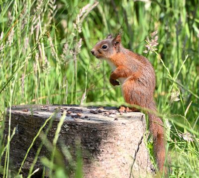 Red Squirrel