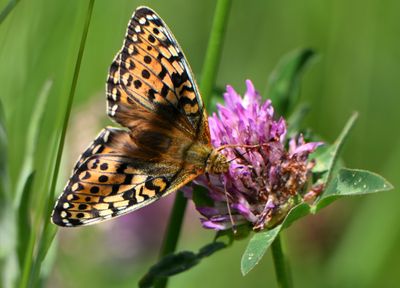 Dark Green Fritillary