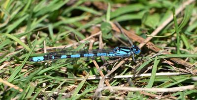 Common Blue