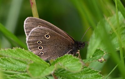 Ringlet