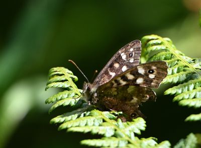 Speckled Wood