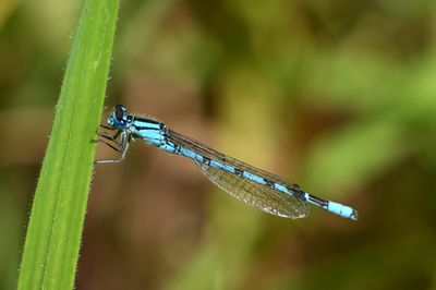 Common Blue Damselfly