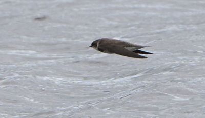 Sand Martin