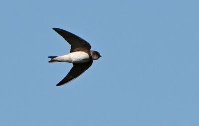 Sand Martin