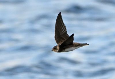 Sand Martin