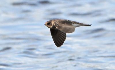Sand Martin