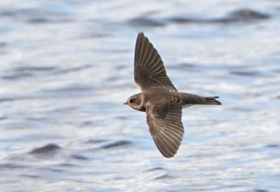 Sand Martin