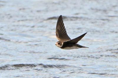 Sand Martin