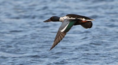 Shoveler