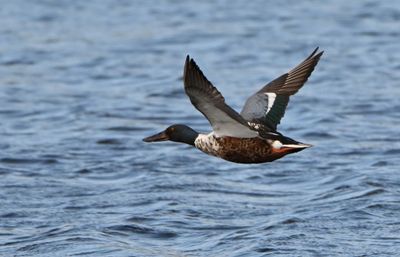 Shoveler
