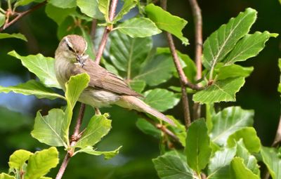 Willow Warbler