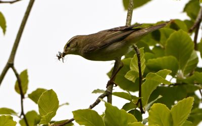 Willow Warbler