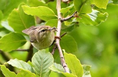 Willow Warbler