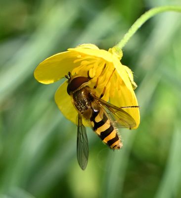 Syrphus rebesii