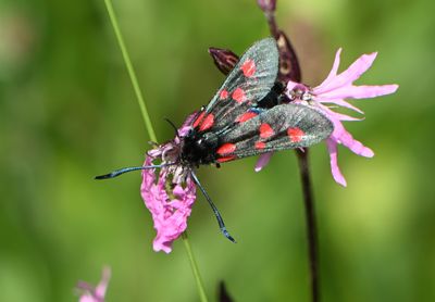 Narrow-bordered Five-spot Burnet