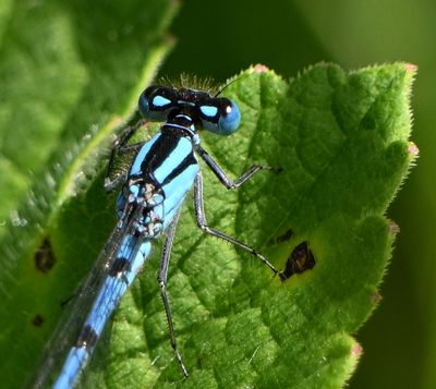 Common Blue Damselfly