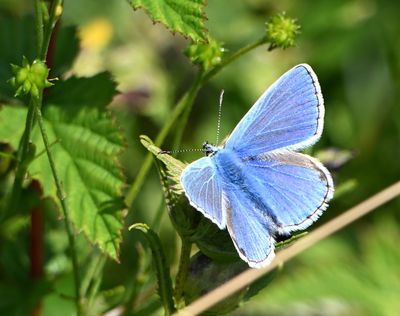 Common Blue