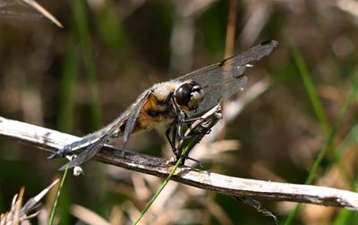 Four-spotted Chaser