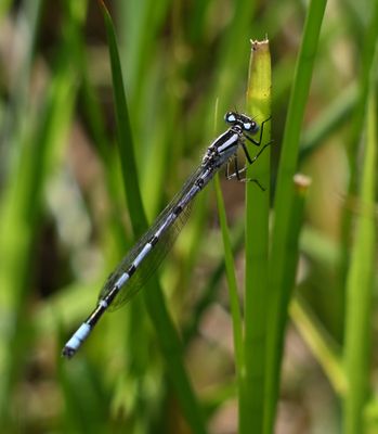 Common Blue Damselfly