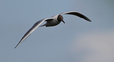 Black-headed Gull
