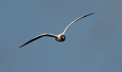 Black-headed Gull
