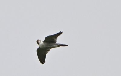 Peregrine