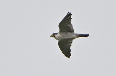 Peregrine
