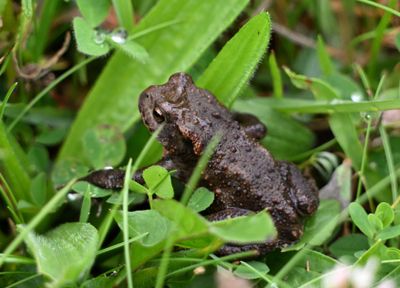 Toadlet