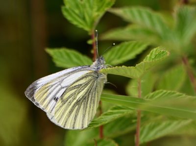 Green-veined White
