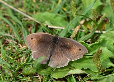 Meadow Brown