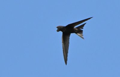 Common Swift