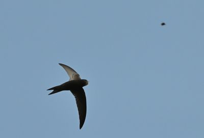 Common Swift