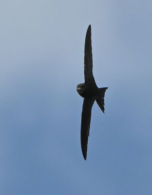 Common Swift