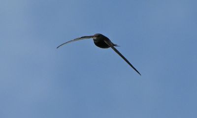 Common Swift
