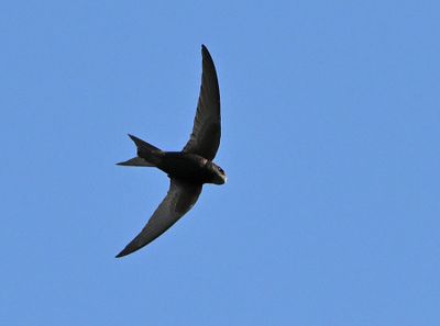 Common Swift