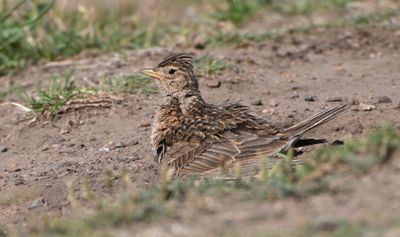 Skylark