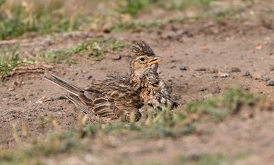 Skylark
