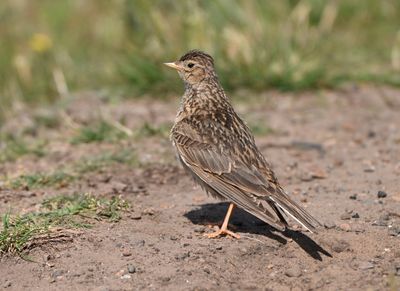 Skylark