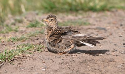 Skylark